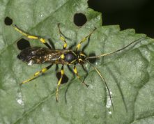 Snyltehveps hepiopelmus variegatorius